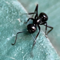 Polyrhachis australis at Canungra, QLD - 13 Jun 2024 by Hejor1