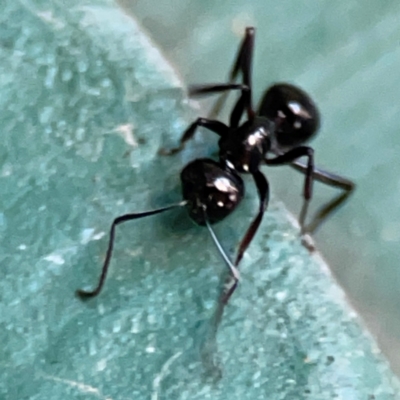 Unidentified Ant (Hymenoptera, Formicidae) at Canungra, QLD - 13 Jun 2024 by Hejor1