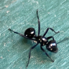 Polyrhachis australis at Canungra, QLD - 13 Jun 2024