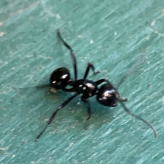 Polyrhachis australis at Canungra, QLD - 13 Jun 2024