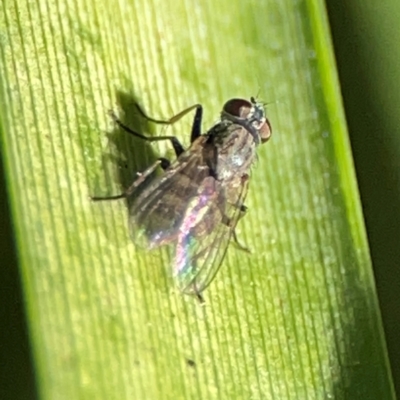 Lindneromyia sp. at Canungra, QLD - 13 Jun 2024 by Hejor1