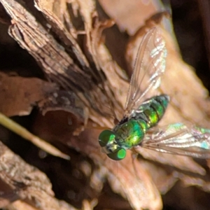 Sciapodinae (subfamily) at Canungra, QLD - 13 Jun 2024 11:13 AM