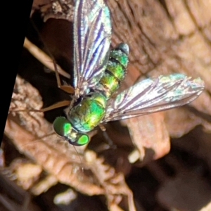 Sciapodinae (subfamily) at Canungra, QLD - 13 Jun 2024 11:13 AM