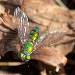 Sciapodinae (subfamily) at Canungra, QLD - 13 Jun 2024 11:13 AM