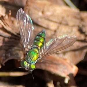 Sciapodinae (subfamily) at Canungra, QLD - 13 Jun 2024 11:13 AM