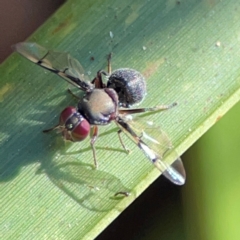 Unidentified Other true fly at Canungra, QLD - 13 Jun 2024 by Hejor1