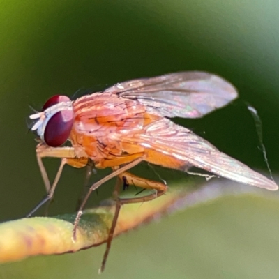 Unidentified Other true fly at Canungra, QLD - 13 Jun 2024 by Hejor1