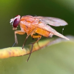 Dichaetomyia sp. (genus) at Canungra, QLD - 13 Jun 2024 11:11 AM