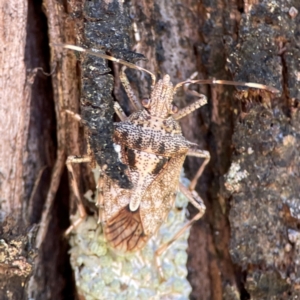 Bromocoris souefi at Canungra, QLD - 13 Jun 2024 11:05 AM