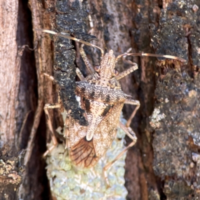 Unidentified Shield, Stink or Jewel Bug (Pentatomoidea) at Canungra, QLD - 13 Jun 2024 by Hejor1