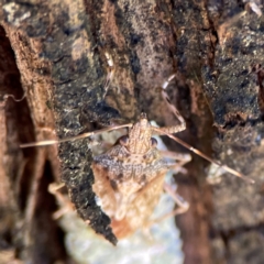 Bromocoris souefi at Canungra, QLD - 13 Jun 2024 11:05 AM
