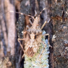 Bromocoris souefi at Canungra, QLD - 13 Jun 2024 11:05 AM