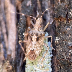 Bromocoris souefi at Canungra, QLD - 13 Jun 2024 11:05 AM