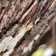 Bromocoris souefi at Canungra, QLD - 13 Jun 2024 11:05 AM