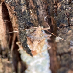 Bromocoris souefi at Canungra, QLD - 13 Jun 2024 11:05 AM