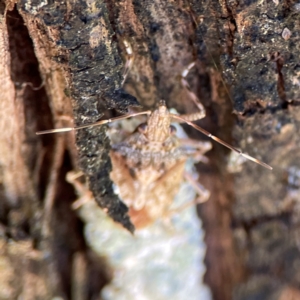 Bromocoris souefi at Canungra, QLD - 13 Jun 2024 11:05 AM