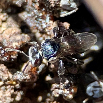 Tetragonula carbonaria at Canungra, QLD - 13 Jun 2024 by Hejor1