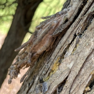 Metura (genus) at Canungra, QLD - 13 Jun 2024 11:03 AM