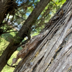 Metura (genus) at Canungra, QLD - 13 Jun 2024 11:03 AM