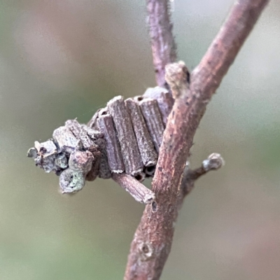 Cryptothelea fuscescens (A Case moth (Psychidae)) at O'Reilly, QLD - 12 Jun 2024 by Hejor1