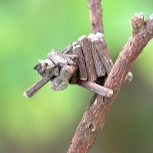 Cryptothelea fuscescens at O'Reilly, QLD - 12 Jun 2024 03:58 PM