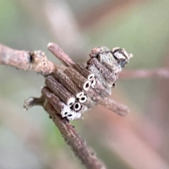 Cryptothelea fuscescens at O'Reilly, QLD - 12 Jun 2024 03:58 PM