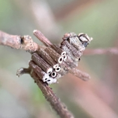 Cryptothelea fuscescens at O'Reilly, QLD - 12 Jun 2024