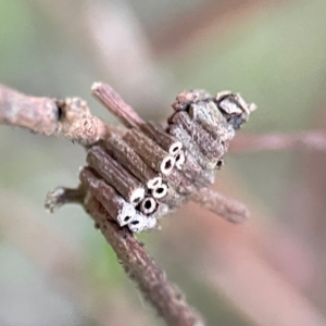 Cryptothelea fuscescens at O'Reilly, QLD - 12 Jun 2024 03:58 PM