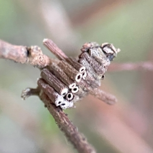 Cryptothelea fuscescens at O'Reilly, QLD - 12 Jun 2024