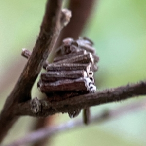 Cryptothelea fuscescens at O'Reilly, QLD - 12 Jun 2024