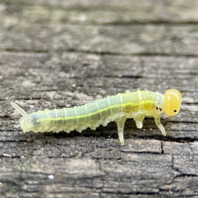 Philomastix xanthophylax (Red Ash Sawfly) at O'Reilly, QLD - 12 Jun 2024 by Hejor1