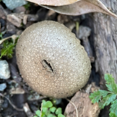 Lycoperdon sp. at O'Reilly, QLD - 12 Jun 2024 by Hejor1