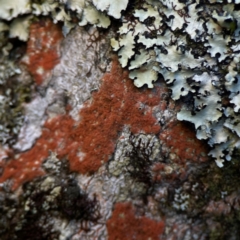 Lichen - foliose at O'Reilly, QLD - 12 Jun 2024 by Hejor1