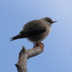 Daphoenositta chrysoptera (Varied Sittella) at Aranda Bushland - 13 Jun 2024 by MichaelWenke