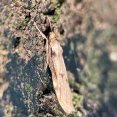 Lithosiini (tribe) at Lamington National Park - 12 Jun 2024