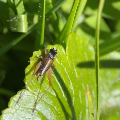 Trigonidiidae (family) at O'Reilly, QLD - 12 Jun 2024 by Hejor1