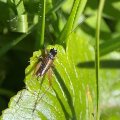 Trigonidiidae (family) at O'Reilly, QLD - 12 Jun 2024 by Hejor1