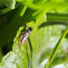 Unidentified at suppressed - 12 Jun 2024