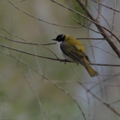 Melithreptus lunatus (White-naped Honeyeater) at Aranda Bushland - 13 Jun 2024 by Trevor