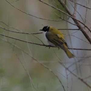 Melithreptus lunatus at Aranda Bushland - 13 Jun 2024