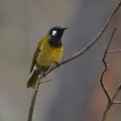 Nesoptilotis leucotis (White-eared Honeyeater) at Aranda Bushland - 13 Jun 2024 by Trevor