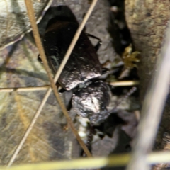 Cardiothorax sp. (genus) at O'Reilly, QLD - 11 Jun 2024 by Hejor1