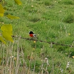 Petroica boodang (Scarlet Robin) at Lerida, NSW - 3 May 2024 by satnavsaysstraighton