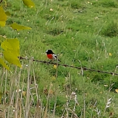 Petroica boodang (Scarlet Robin) at Lerida, NSW - 3 May 2024 by satnavsaysstraighton