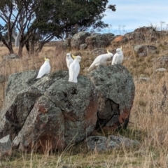 Cacatua galerita (Sulphur-crested Cockatoo) at Whitlam, ACT - 13 Jun 2024 by CattleDog