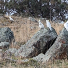 Cacatua galerita at The Pinnacle - 13 Jun 2024