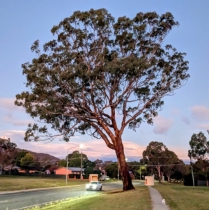 Eucalyptus melliodora at Kambah, ACT - 13 Apr 2023