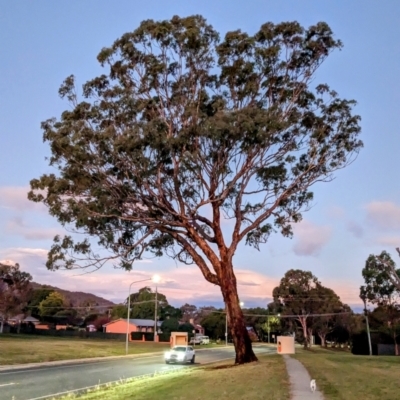 Eucalyptus melliodora (Yellow Box) at Kambah, ACT - 13 Apr 2023 by HelenCross