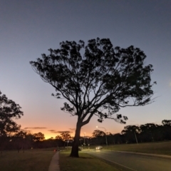 Eucalyptus melliodora at Kambah, ACT - 13 Apr 2023 06:07 PM