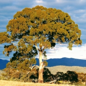 Eucalyptus melliodora at Kambah, ACT - 3 Sep 2018